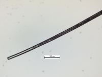 Fig. 17. Typical example of an un-damaged hair tip. Note the medulla becoming narrow and tapering off toward the end of the hair