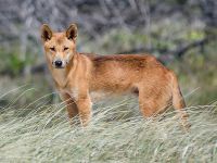 Domestic dog and dingo: Dingo