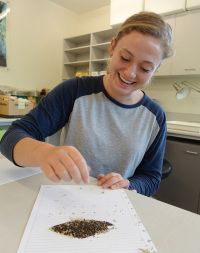 Anna counting horehound seeds.