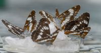 Japan’s Honshu white admiral butterflies (Limenitis glorifica)