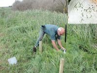 Alistair Robertson releasing field horsetail weevils