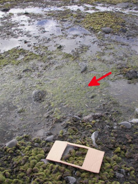 Prasiola at Cape Hallet: the floating green material indicated by the arrow. The emergent turves in the foreground and background are mosses. This area is frequented by Adelie penguins, with tens of thousands of breeding pairs inhabiting a rookery nearby.