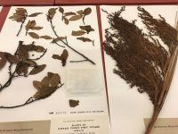 Herbarium specimens collected during Captain Cook's first voyage