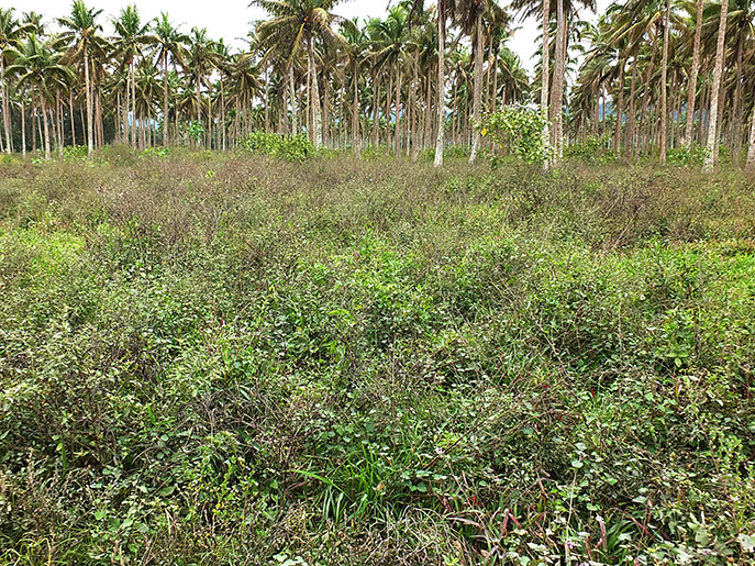 Pasture on Efate heavily infested with hibiscus burr, with some turkey berry in the background