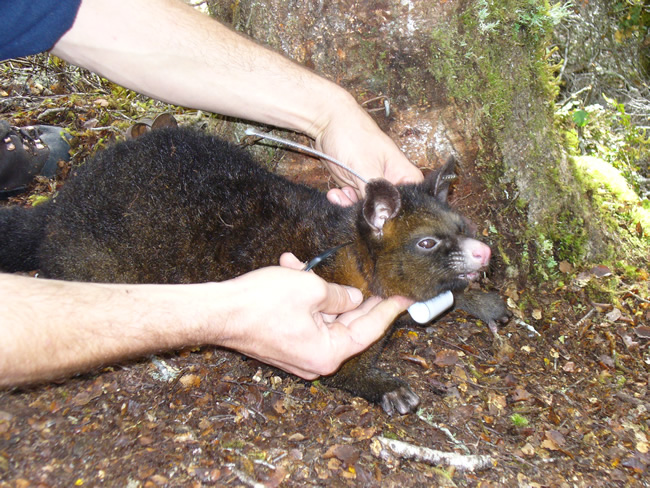 Manaaki Whenua’s Grant Morriss attaching a radio tracking collar to a possum