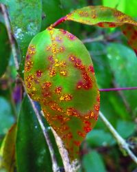 Leaves infected with myrtle rust.