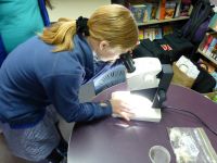 Heathcote Valley School student (Kahikatea Team) examining seeds under a microscope. Photo: Murray Dawson
