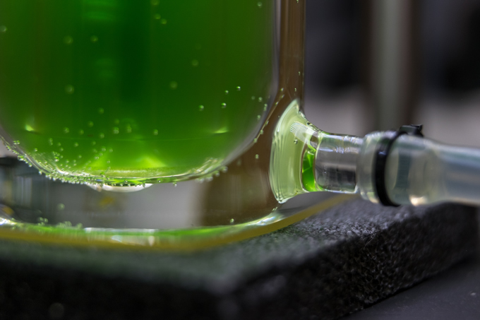 Algae in  photobioreactor