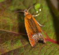 Tutsan Moth