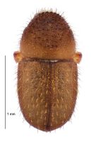 <h3 align=left><em>Cryphalus wapleri</em></h3>. <p align=left>Curculionidae: Scolytinae.<br>Adventive</p> 