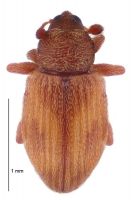 <h3 align=left><em>Simachus cuneipennis</em></h3>. <p align=left>Curculionidae: Curculioninae.<br>Endemic</p> 