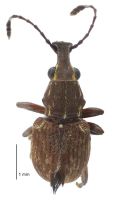 <h3 align=left><em>Hoplorhaphus spinifer</em></h3>. <p align=left>Anthribidae: Anthribinae.<br>Endemic</p> 