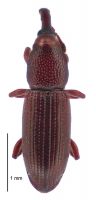 <h3 align=left><em>Toura longirostris</em></h3>. <p align=left>Curculionidae: Cossoninae.<br>Endemic</p> 
