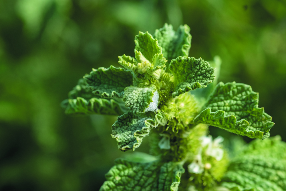 We are now using two moth species in the biological control of the invasive weed horehound.