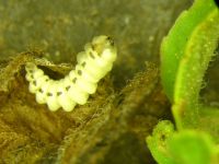 Larva of a leaf-mining beetle (Trachys menthae)