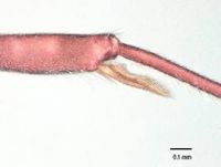 Fig. a: Tibia of hind leg of <em>P. castanea</em> 