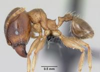 Major worker, lateral view. Image - ANTWEB