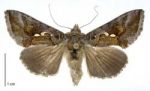 Silver Y moth
