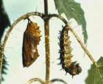 Red Admiral Pupa