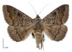 Owl moth or peacock moth