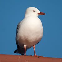 Red-billed gull