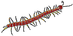 Centipedes & millipedes