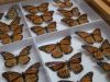 The New Zealand Arthropod Collection (NZAC)