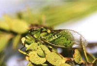 Clock Cicada: <em>Kikihia horologium</em>