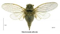 High Alpine Cicada: <em>Maoricicada alticola</em>