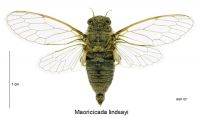 <em>Maoricicada lindsayi</em> male