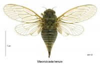 <em>Maoricicada tenuis</em> female