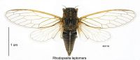 <em>Rhodopsalta leptomera</em> male