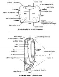 Carabidae, pronotum and elytron