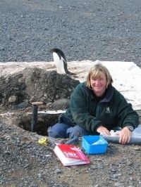 Friendly penguin helping Megan Balks describe a soil profile. Every time we dug a soil pit the penguins would come looking for stones for their nests. (Aislabie)