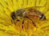 Honeybee (<em>Apis mellifera</em>) 