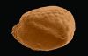 SEM image of Colobanthus seed, found in moa coprolites from the Central Otago region of the South Island.