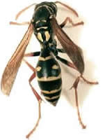 Asian paper wasp <em>Polistes chinensis</em>.