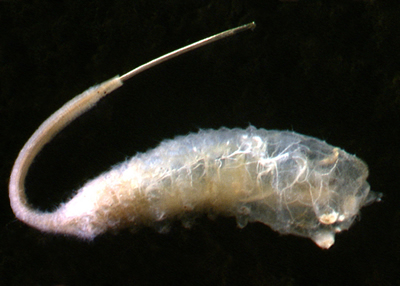 Syrphid maggot. Image - Stephen Moore