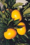 Oranges, a Gisborne orchard. Image - Photo: Fiona Henderson