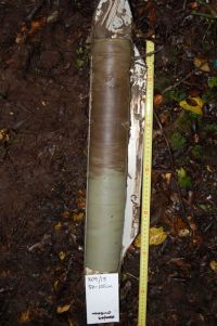 Soil core from near Tautuku, Catlins Forest Park.
