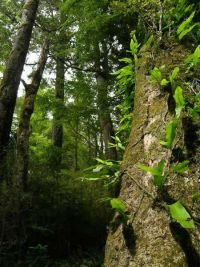 Lowland matai forest on alluvial flats.