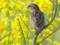 Female house sparrow. Image - A. Walmsley