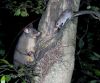 AHB is now targeting both possums and rats with its aerial control operations. Image: Nga Manu Images