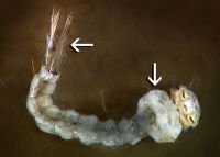 Larva with breathing siphon and wide thorax