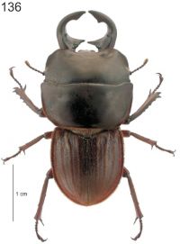 Print version: Segments of antennae and tarsi, and the fine punctures on the head and pronotum and setae on the abdomen all visible