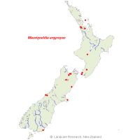 <em>Maorigoeldia argyropus</em> distribution map