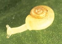 eccentric grass snail, Valloniidae: <em>Vallonia excentrica</em> Sterki, 1893 