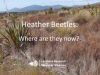 Heather Beetles: Where are they now