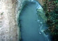 <strong><em>Anabaena</em>, Tomahawk Lagoon</strong> Photo: Otago Regional Council & Landcare Research