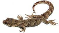 New methods are currently being developed for monitoring the highly cryptic forest gecko in biodiversity sanctuaries. Image – Trent Bell.